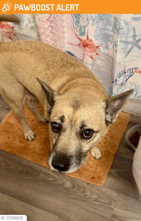 Found/Stray Male Dog last seen Sw 200th, Miami-Dade County, FL 33177