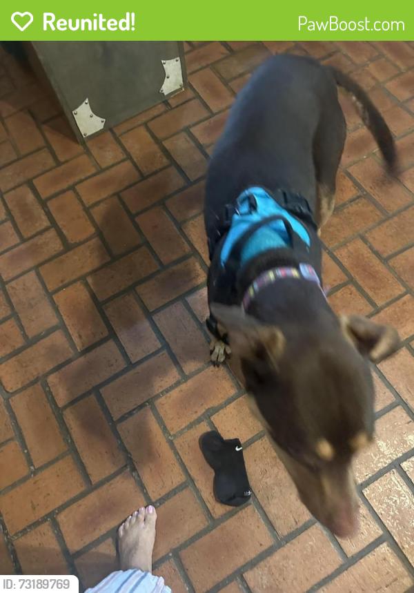 Reunited Female Dog last seen Near Trailridge Melissa, Melissa, TX 75454
