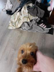 Reunited Female Dog last seen Kirk court, O'Fallon, MO 63366