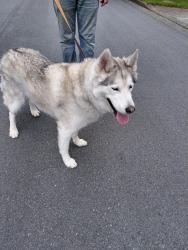 Reunited Male Dog last seen Horne st and Heather ave in mission, Mission, BC V2V 3J4