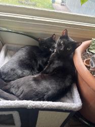 Lost Male Cat last seen Northwood and 83rd Ave, Anchorage, AK 99502