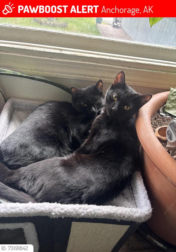 Lost Male Cat last seen Northwood and 83rd Ave, Anchorage, AK 99502