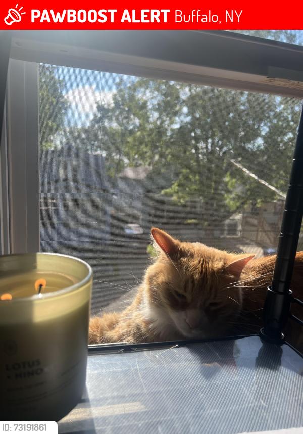 Lost Male Cat last seen Near Zenner st Buffalo NY, Buffalo, NY 14211