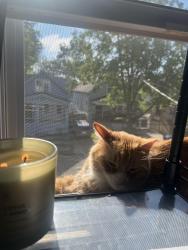 Lost Male Cat last seen Near Zenner st Buffalo NY, Buffalo, NY 14211