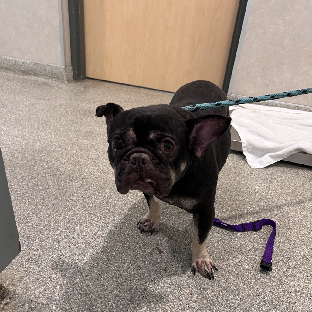 Shelter Stray Female Dog last seen , 8464 Beach Blvd, Jacksonville, FL 32216, USA