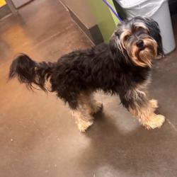 Shelter Stray Male Dog last seen , 3428 S Jenkins Ave, Norman, OK 73072, USA