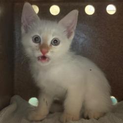 Shelter Stray Male Cat last seen , 361 S Raymond Ave, Pasadena, CA 91105, USA