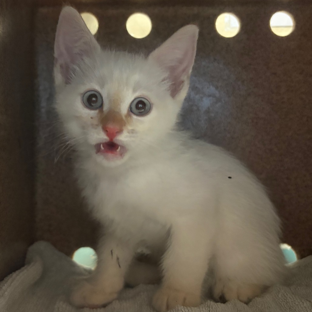 Shelter Stray Male Cat last seen , 361 S Raymond Ave, Pasadena, CA 91105, USA
