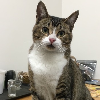 Shelter Stray Male Cat last seen , 361 S Raymond Ave, Pasadena, CA 91105, USA