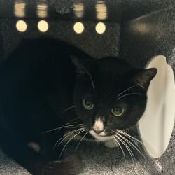 Shelter Stray Male Cat last seen , 361 S Raymond Ave, Pasadena, CA 91105, USA