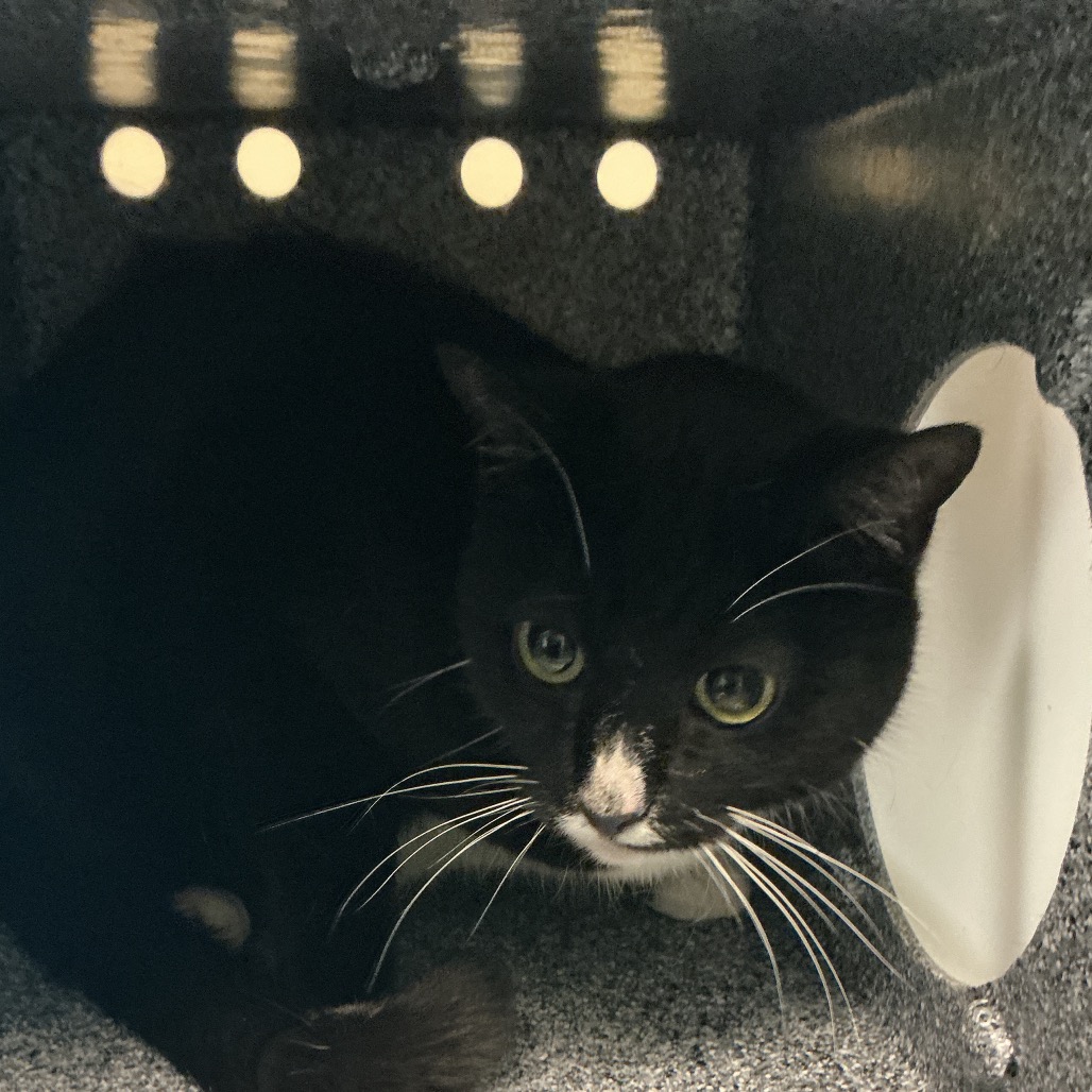 Shelter Stray Male Cat last seen , 361 S Raymond Ave, Pasadena, CA 91105, USA