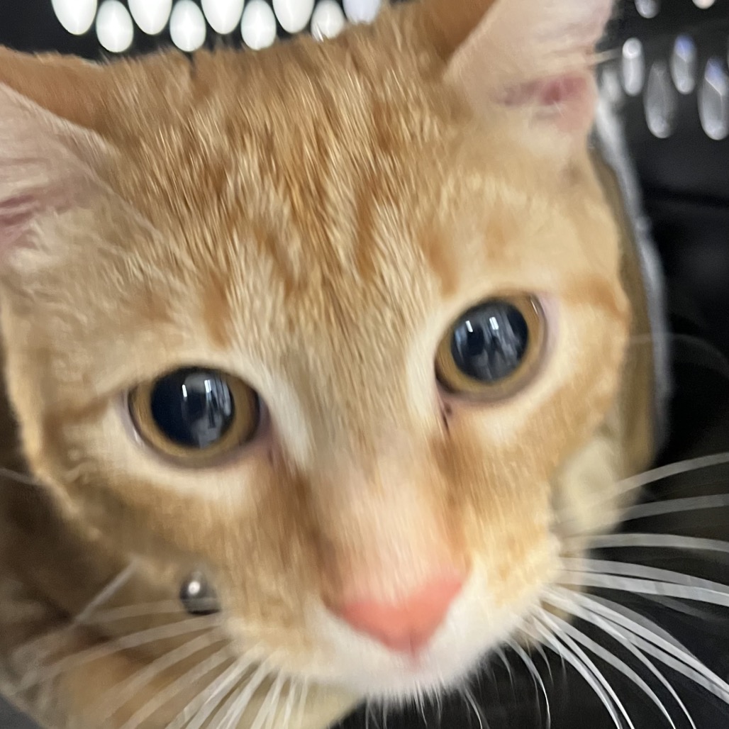 Shelter Stray Male Cat last seen , Animal Care & Control Team of Philly, 111 W Hunting Park Ave, Philadelphia, PA 19140, USA