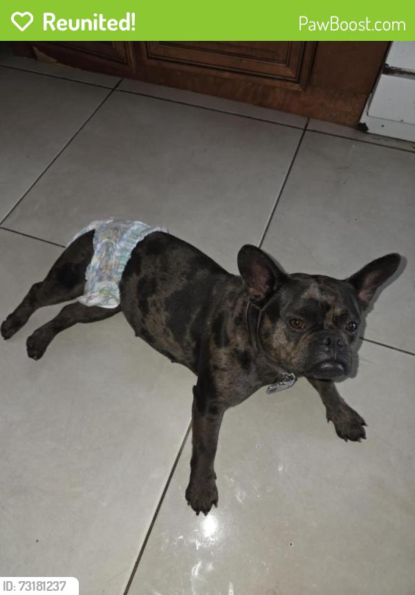Reunited Female Dog last seen West gate, West Palm Beach, FL 33409