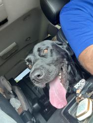 Reunited Male Dog last seen Ashton Oaks, CR 208, CR 214, St. Augustine, FL 32092