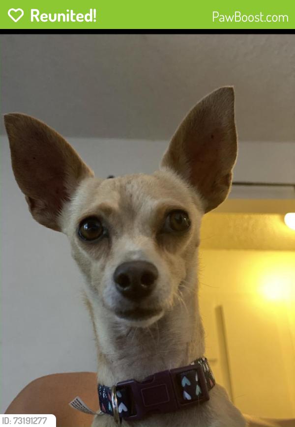 Reunited Female Dog last seen Iowa & center, Riverside, CA 92507