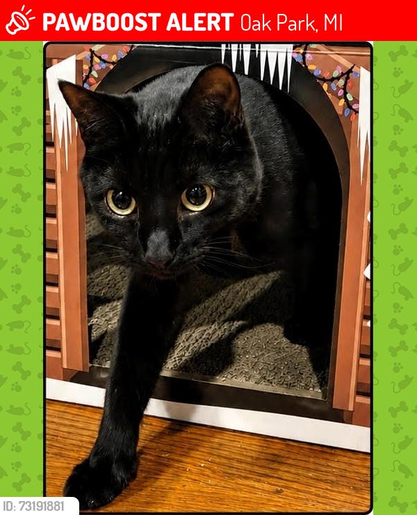 Lost Female Cat last seen Coolidge and 10 Mile, Oak Park, MI 48237