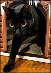 Lost Female Cat last seen Coolidge and 10 Mile, Oak Park, MI 48237
