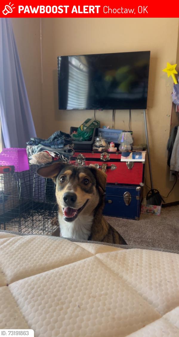 Lost Female Dog last seen 29th, Hiawassee, Choctaw, OK 73020