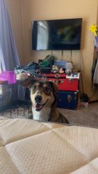Lost Female Dog last seen 29th, Hiawassee, Choctaw, OK 73020