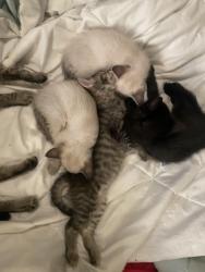 Lost Female Cat last seen Rouse’s in Zachary, Zachary, LA 70791