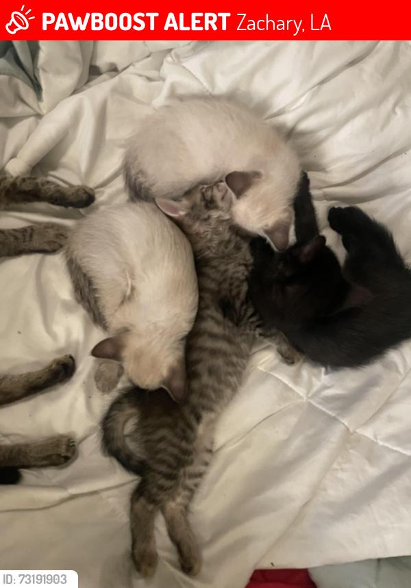 Lost Female Cat last seen Rouse’s in Zachary, Zachary, LA 70791