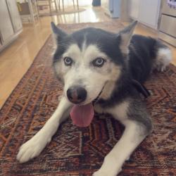 Reunited Male Dog last seen Campo Road/ Casa de Oro Blvd, Spring Valley, CA 91977