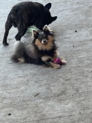 Reunited Female Dog last seen Beechaven rd, Fernrock rd, La Porte, TX 77571