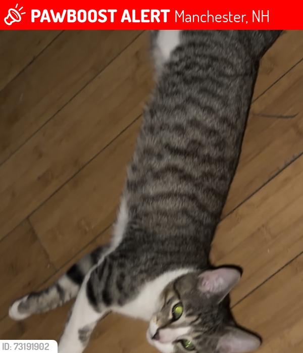 Lost Male Cat last seen Union street and green street, Manchester, NH 03103