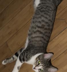 Lost Male Cat last seen Union street and green street, Manchester, NH 03103