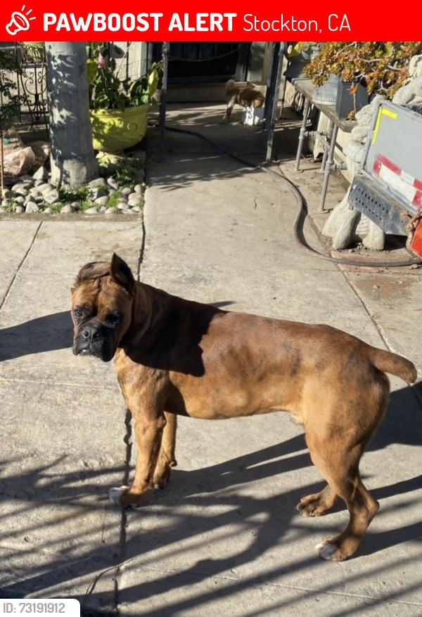 Lost Male Dog last seen Lincoln and eight street, Stockton, CA 95206