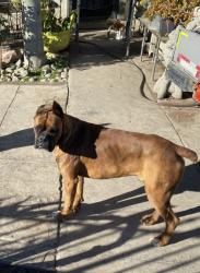 Lost Male Dog last seen Lincoln and eight street, Stockton, CA 95206