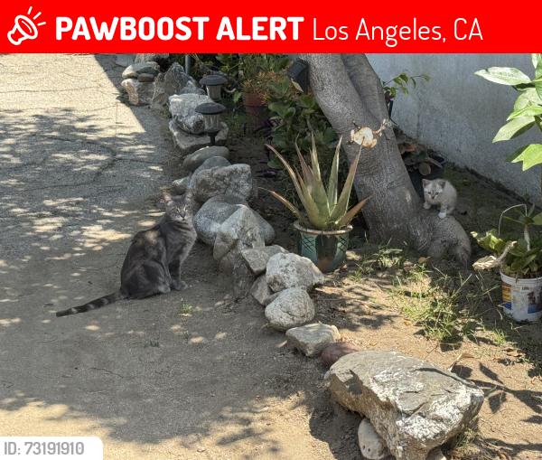 Lost Female Cat last seen Penrose and Ledge ave, Los Angeles, CA 91352