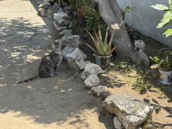 Lost Female Cat last seen Penrose and Ledge ave, Los Angeles, CA 91352