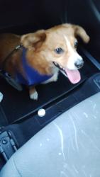 Reunited Male Dog last seen Carrier pkwy and corn valley rd near taco azteca, Grand Prairie, TX 75052