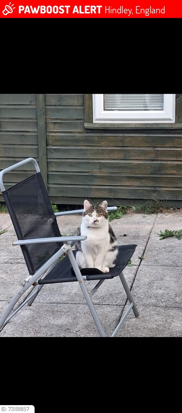 Lost Male Cat last seen Blackberry Drive, Hindley, England 
