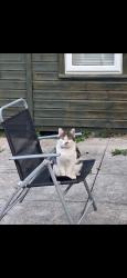 Lost Male Cat last seen Blackberry Drive, Hindley, England 