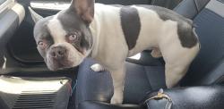 Reunited Male Dog last seen Morgan Trail Dr, Riverside, CA 92509, USA, Jurupa Valley, CA 92509