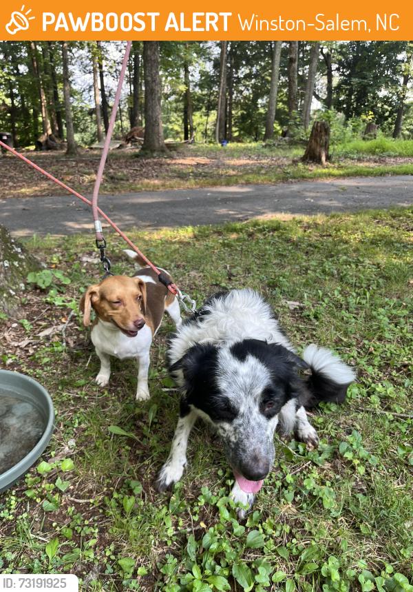 Found/Stray Female Dog last seen Lake Hills Neighborhood, Winston-Salem, NC 27040