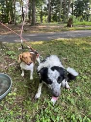 Found/Stray Female Dog last seen Lake Hills Neighborhood, Winston-Salem, NC 27040