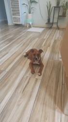 Reunited Male Dog last seen Florence and 74, Los Angeles, CA 90044