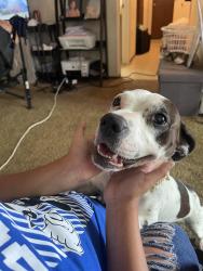 Lost Female Dog last seen 7th and K, Modesto, CA 95354