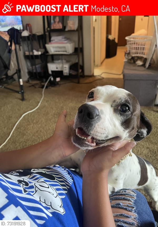 Lost Female Dog last seen 7th and K, Modesto, CA 95354