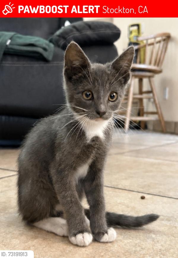 Lost Male Cat last seen Wallace Ave, Stockton, CA 95204