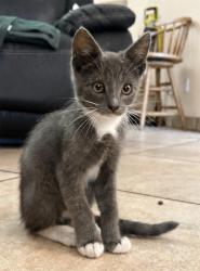 Lost Male Cat last seen Wallace Ave, Stockton, CA 95204