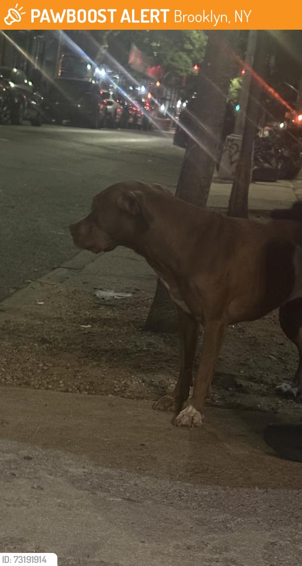 Found/Stray Female Dog last seen Court st & boerum place, Brooklyn, NY 11201