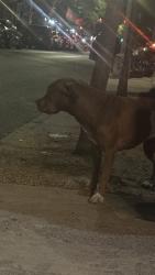 Found/Stray Female Dog last seen Court st & boerum place, Brooklyn, NY 11201
