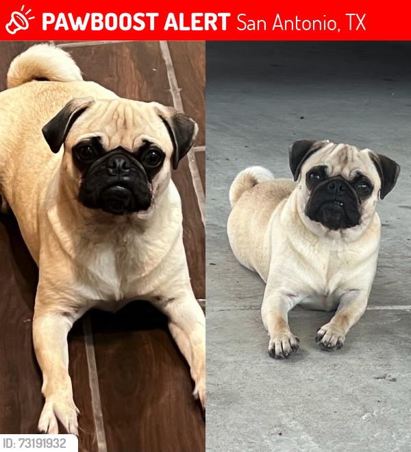 Lost Female Dog last seen St. James and st. Charles, San Antonio, TX 78202