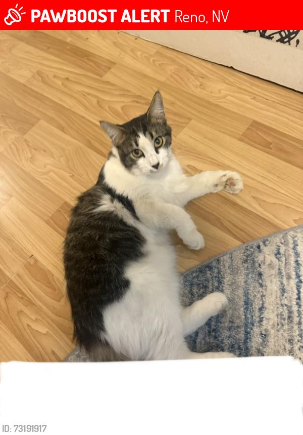 Lost Male Cat last seen Kings row Reno nv, Reno, NV 89503