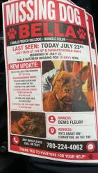 Lost Female Dog last seen 116st and Saskatchewan Dr, Edmonton, AB T6G 2B5