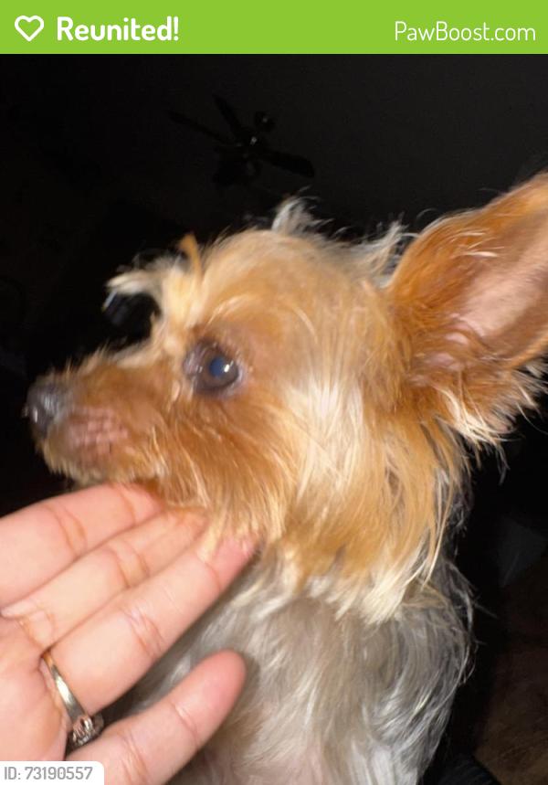 Reunited Male Dog last seen Near melstone dr, Arlington, TX 76016